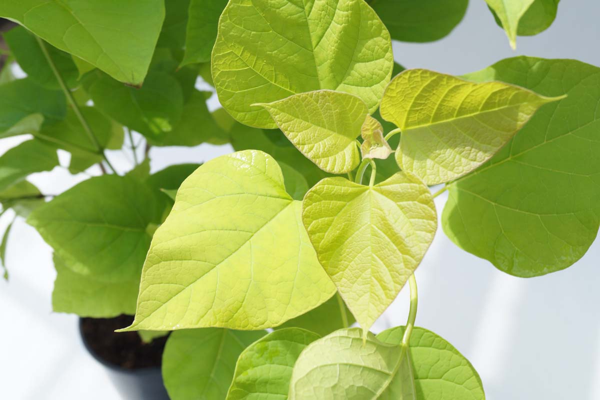 Catalpa bignonioides 'Aurea' op stam blad
