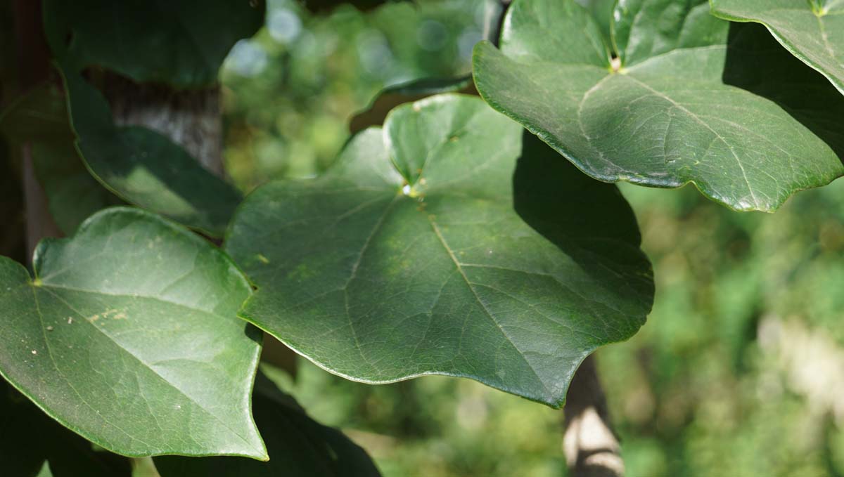 Cercis chinensis 'Avondale' meerstammig / struik