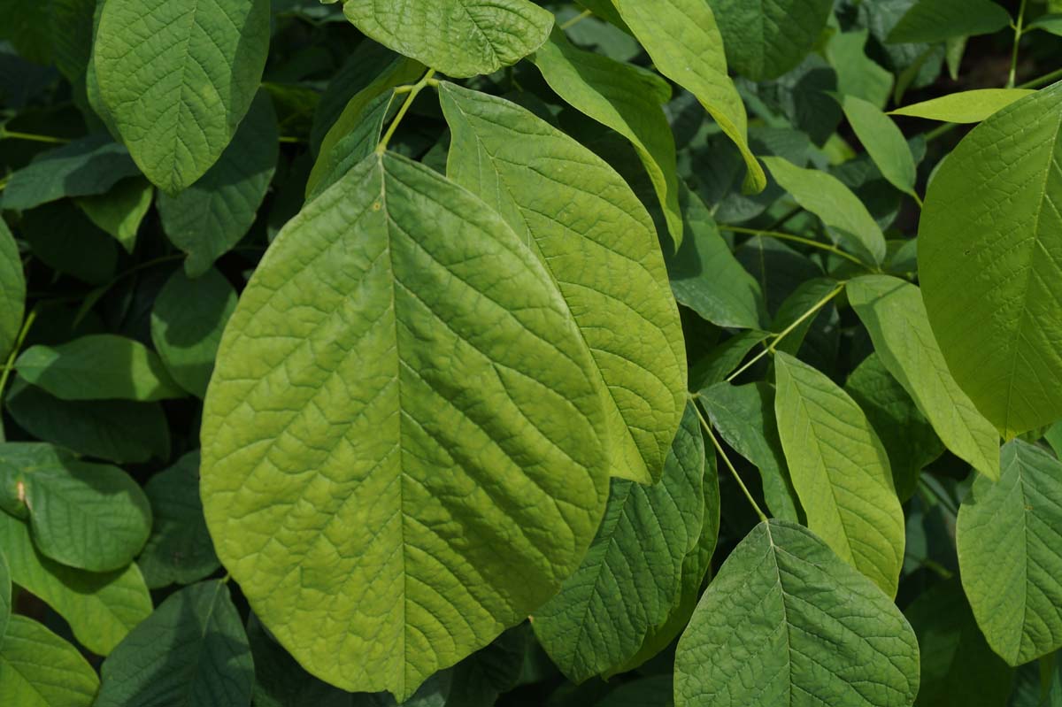 Cladrastis kentukea Tuinplanten blad