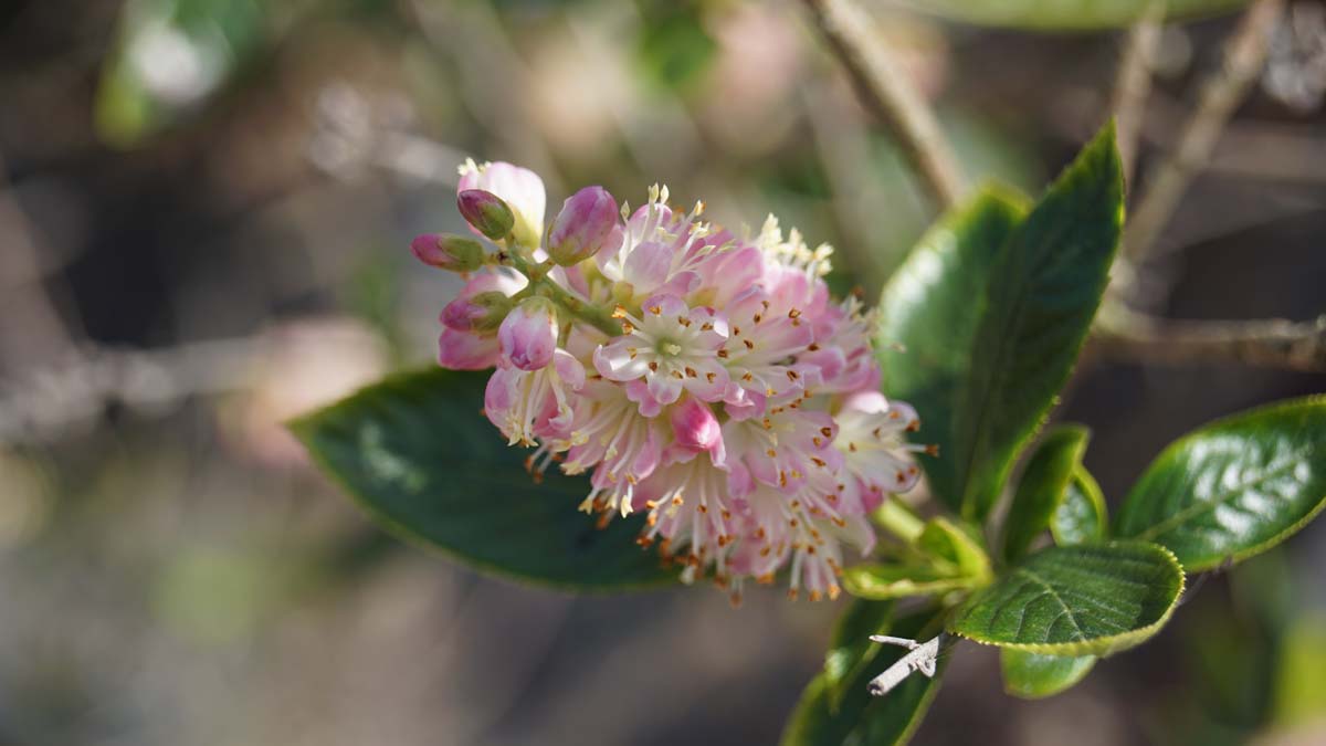 Clethra alnifolia 'Pink Spire' meerstammig / struik bloem