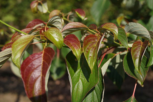 Cornus controversa haagplant blad