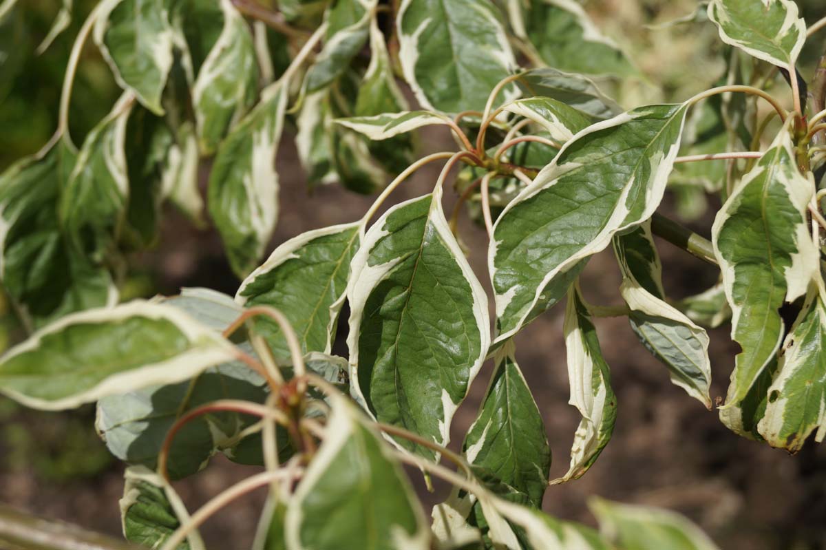 Cornus controversa 'Variegata' Tuinplanten blad