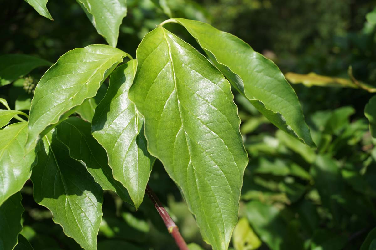 Cornus florida solitair blad