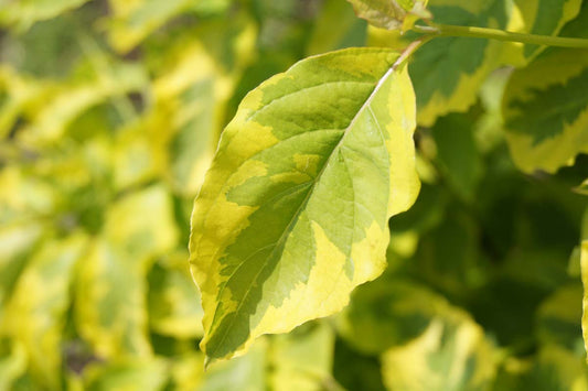 Cornus florida 'Sunset' Tuinplanten