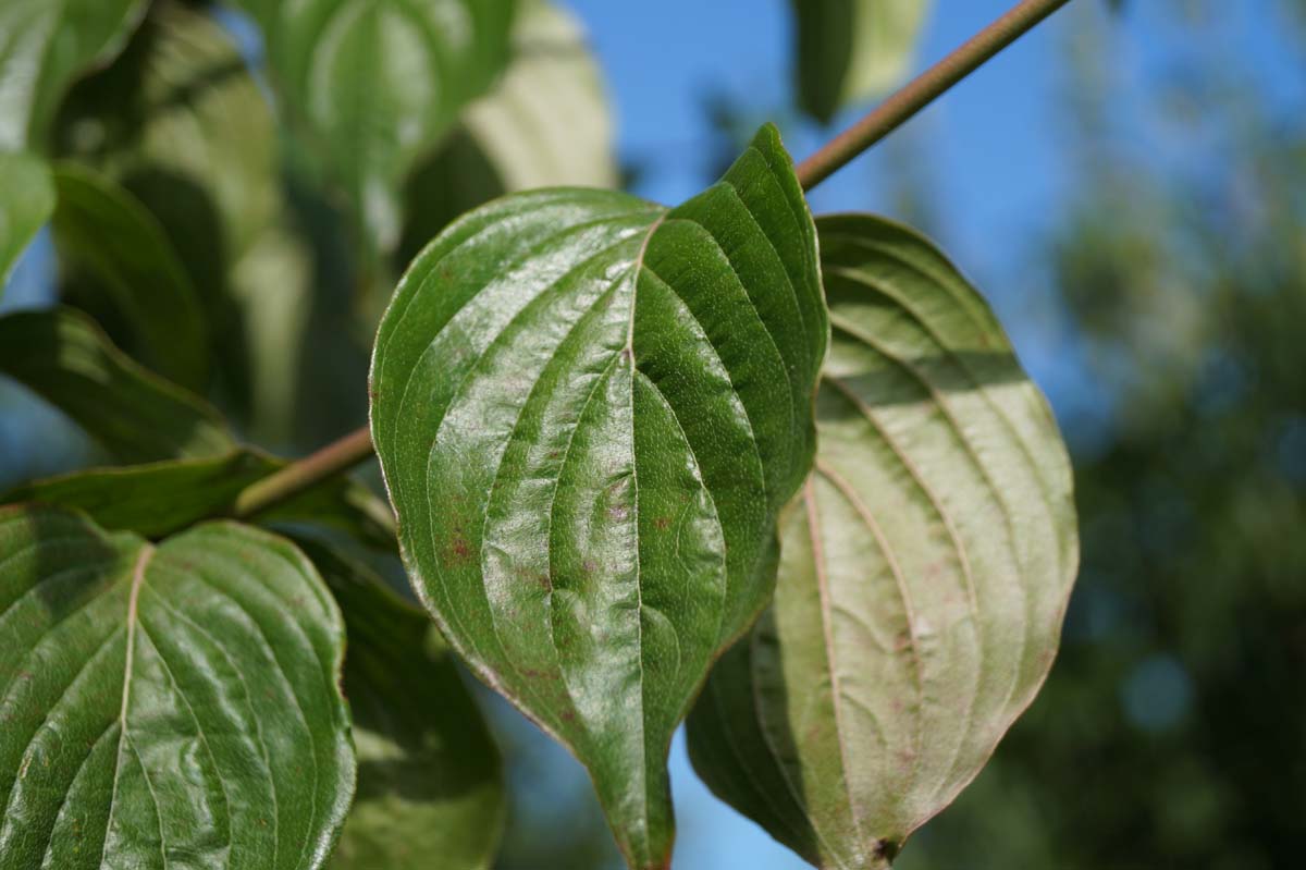 Cornus mas op stam blad