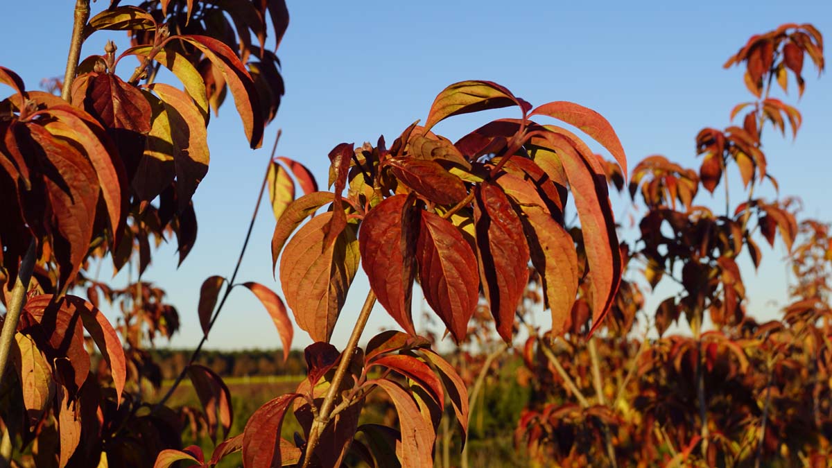 Cornus 'Rutfan' Tuinplanten