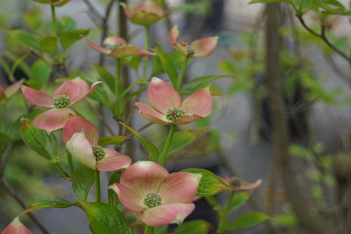 Cornus 'Rutgan' op stam bloem