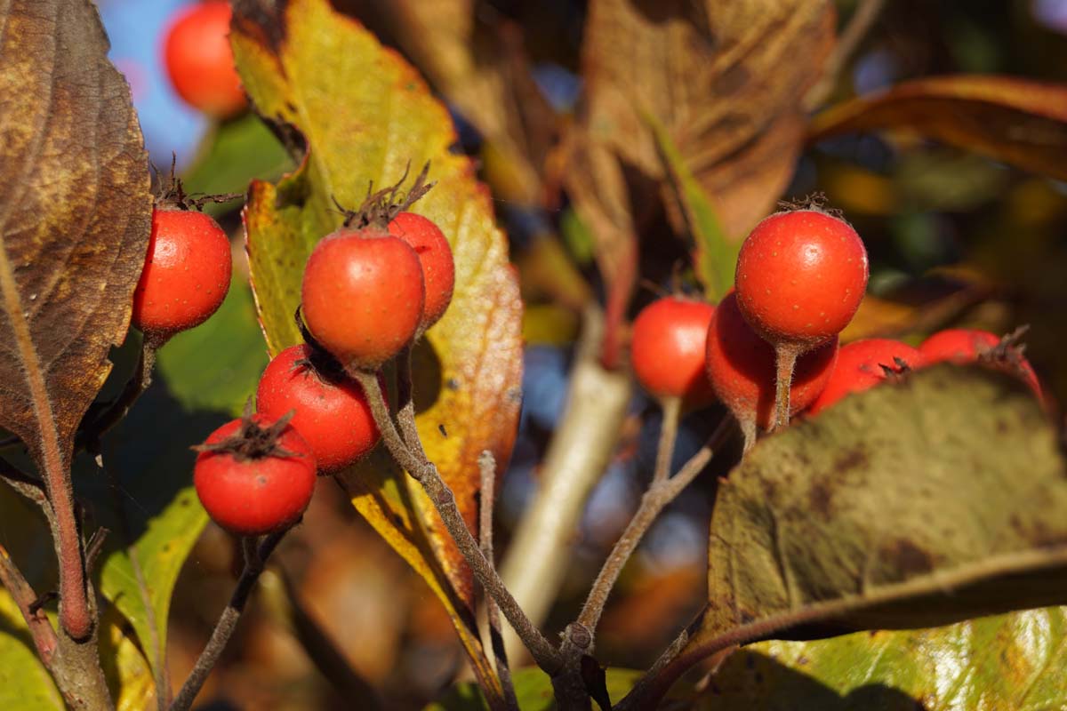 Crataegus lavalleei meerstammig / struik