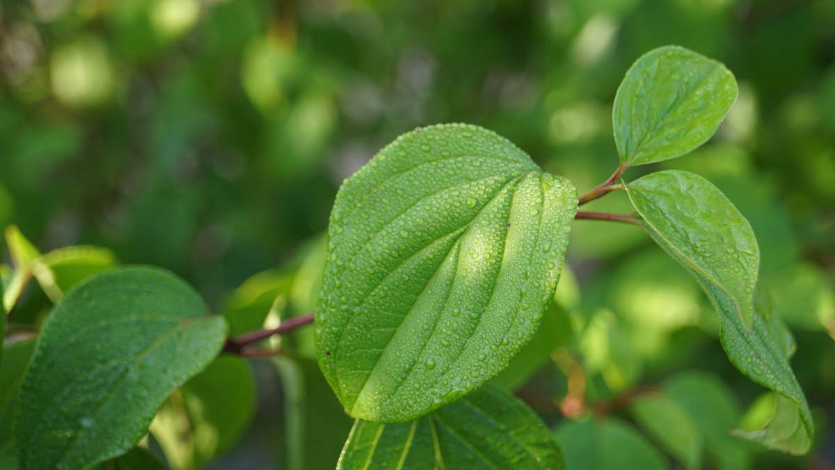 Cornus sanguinea solitair