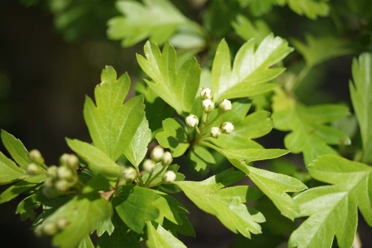 Crataegus monogyna op stam blad