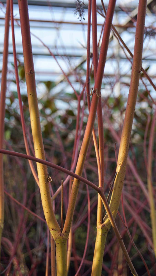 Cornus sericea 'Cardinal' meerstammig / struik