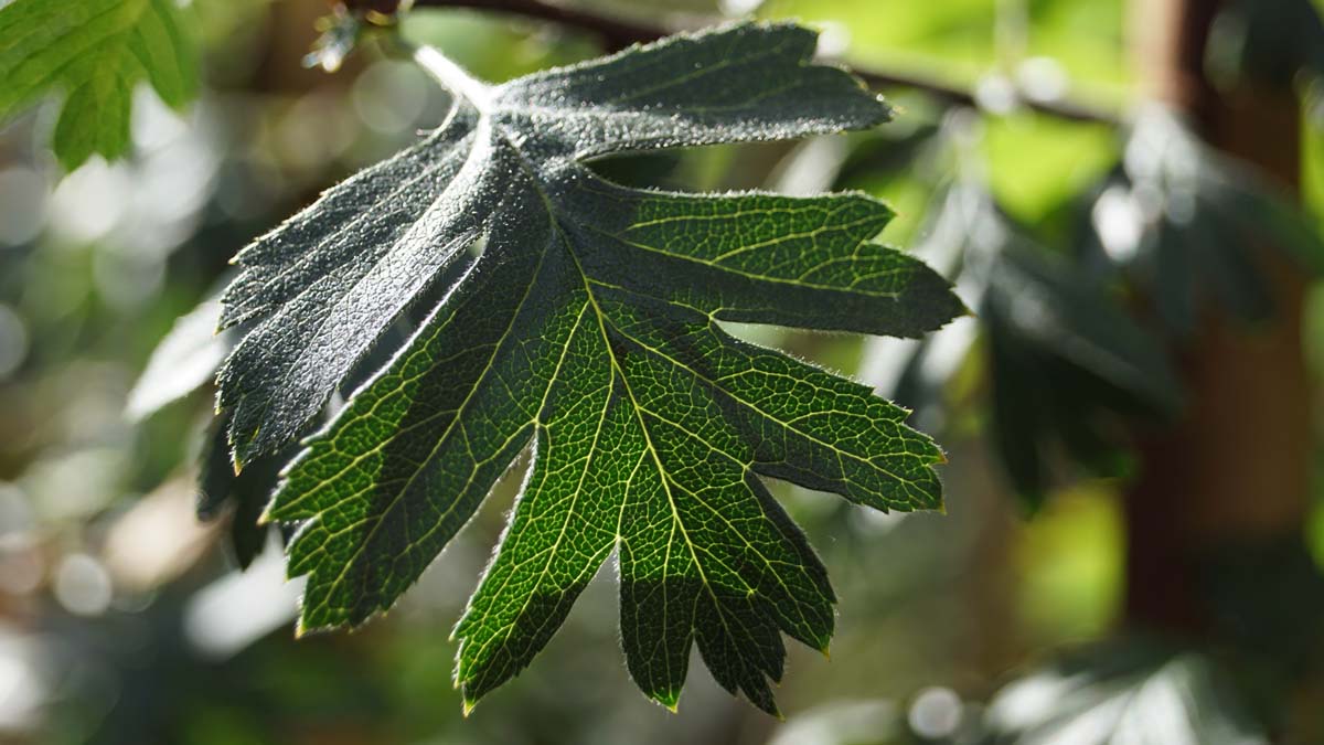 Crataegus orientalis op stam