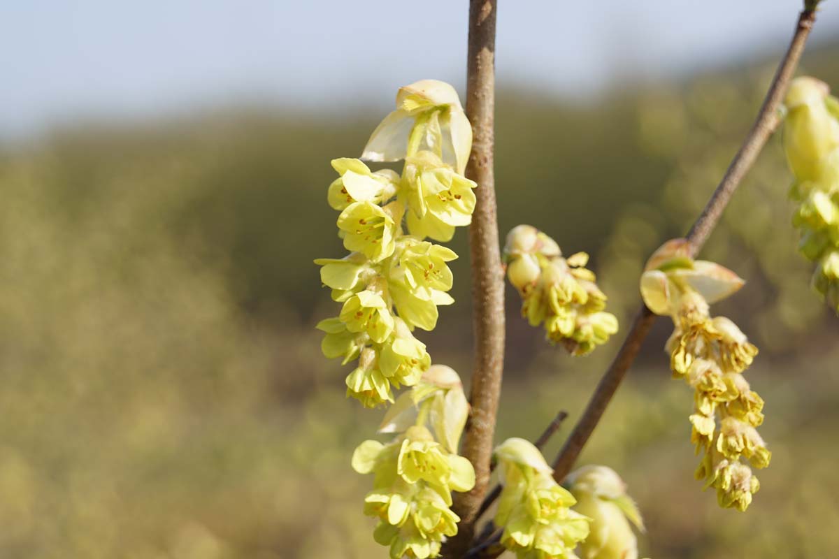 Corylopsis sinensis Tuinplanten