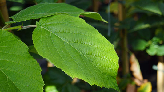 Corylus chinensis op stam