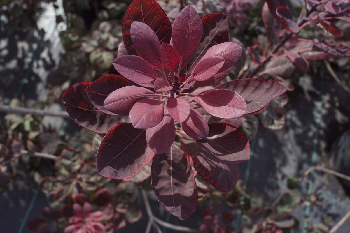 Cotinus coggygria 'Royal Purple' meerstammig / struik
