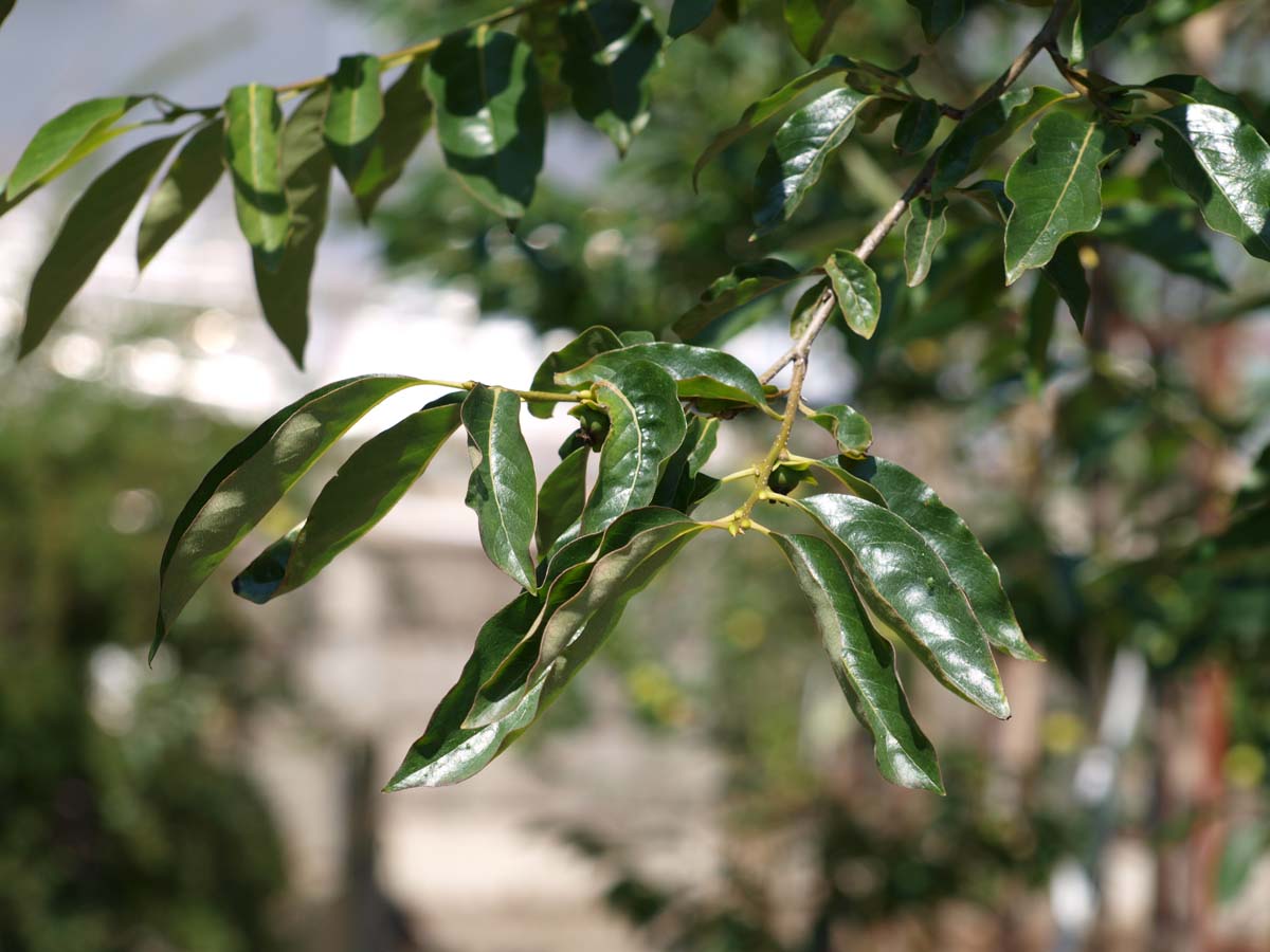 Diospyros lotus op stam