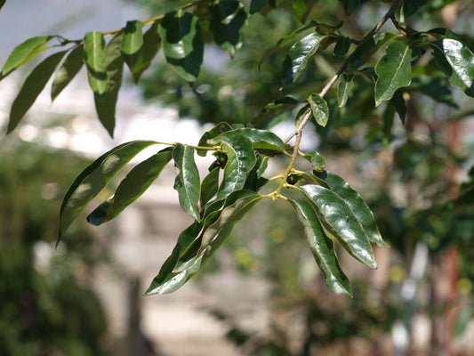 Diospyros lotus solitair blad