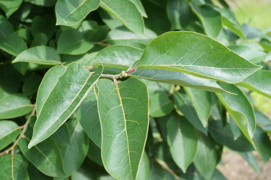 Diospyros virginiana haagplant