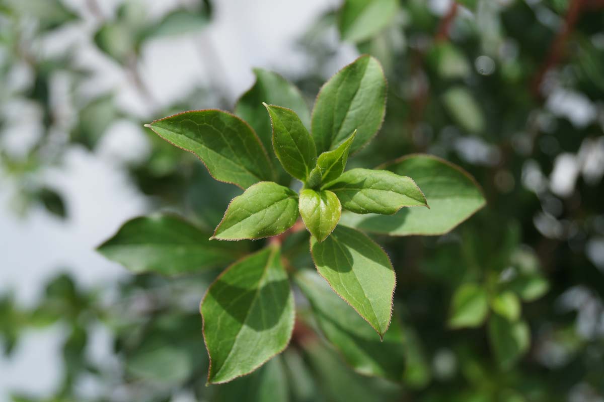 Enkianthus campanulatus Tuinplanten blad