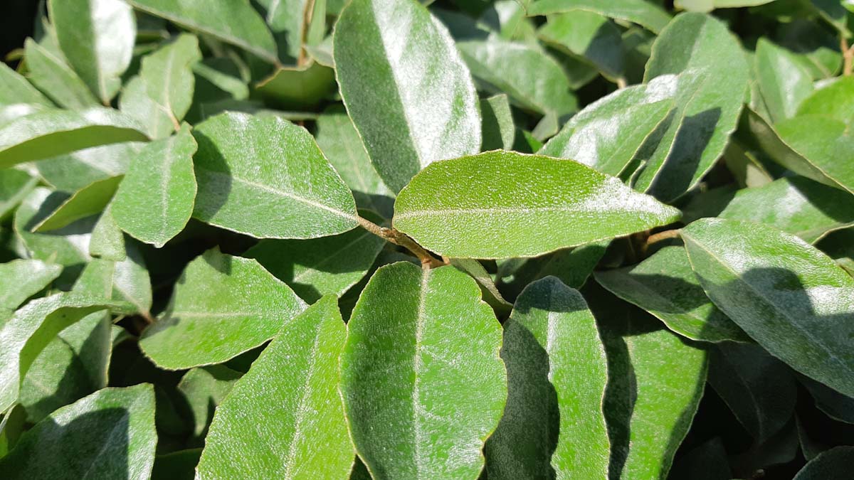 Elaeagnus ebbingei leiboom