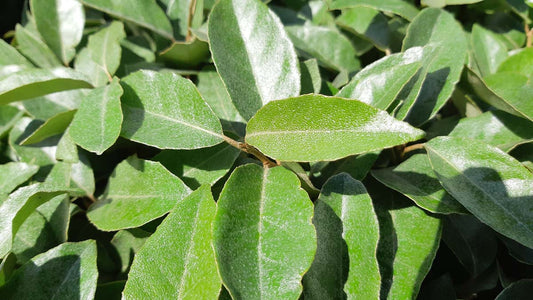 Elaeagnus ebbingei solitair blad