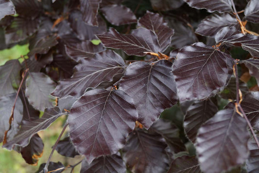 Fagus sylvatica 'Atropunicea' Tuinplanten blad