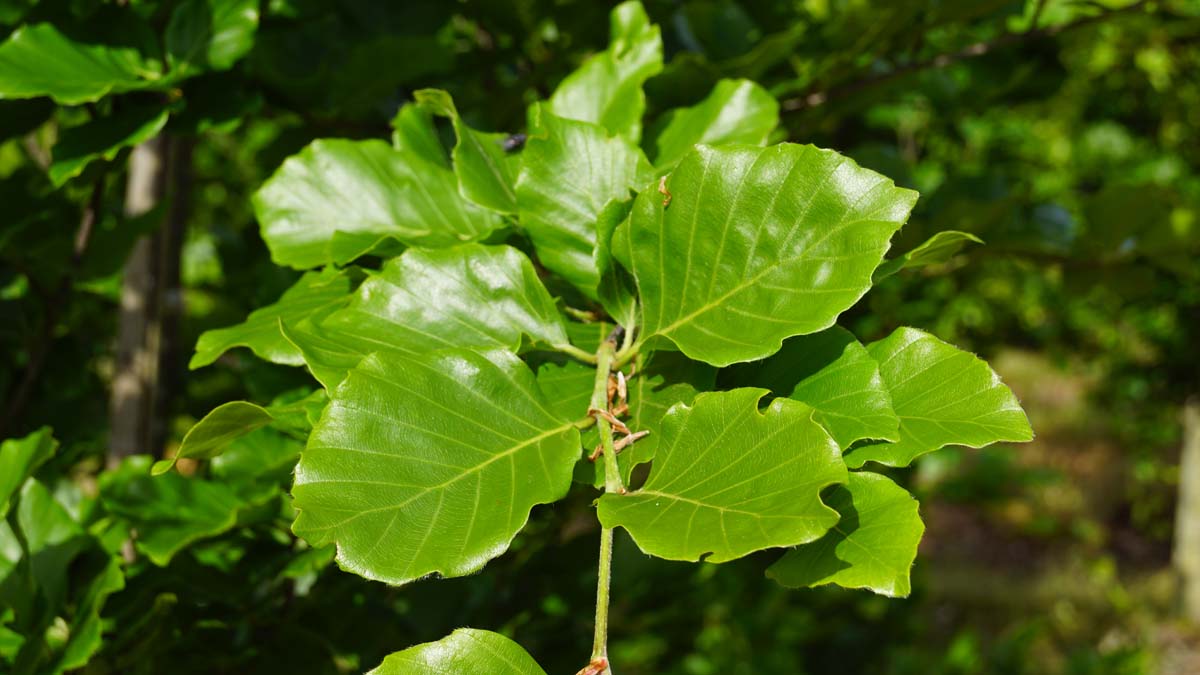 Fagus sylvatica 'Dawyck' meerstammig / struik blad