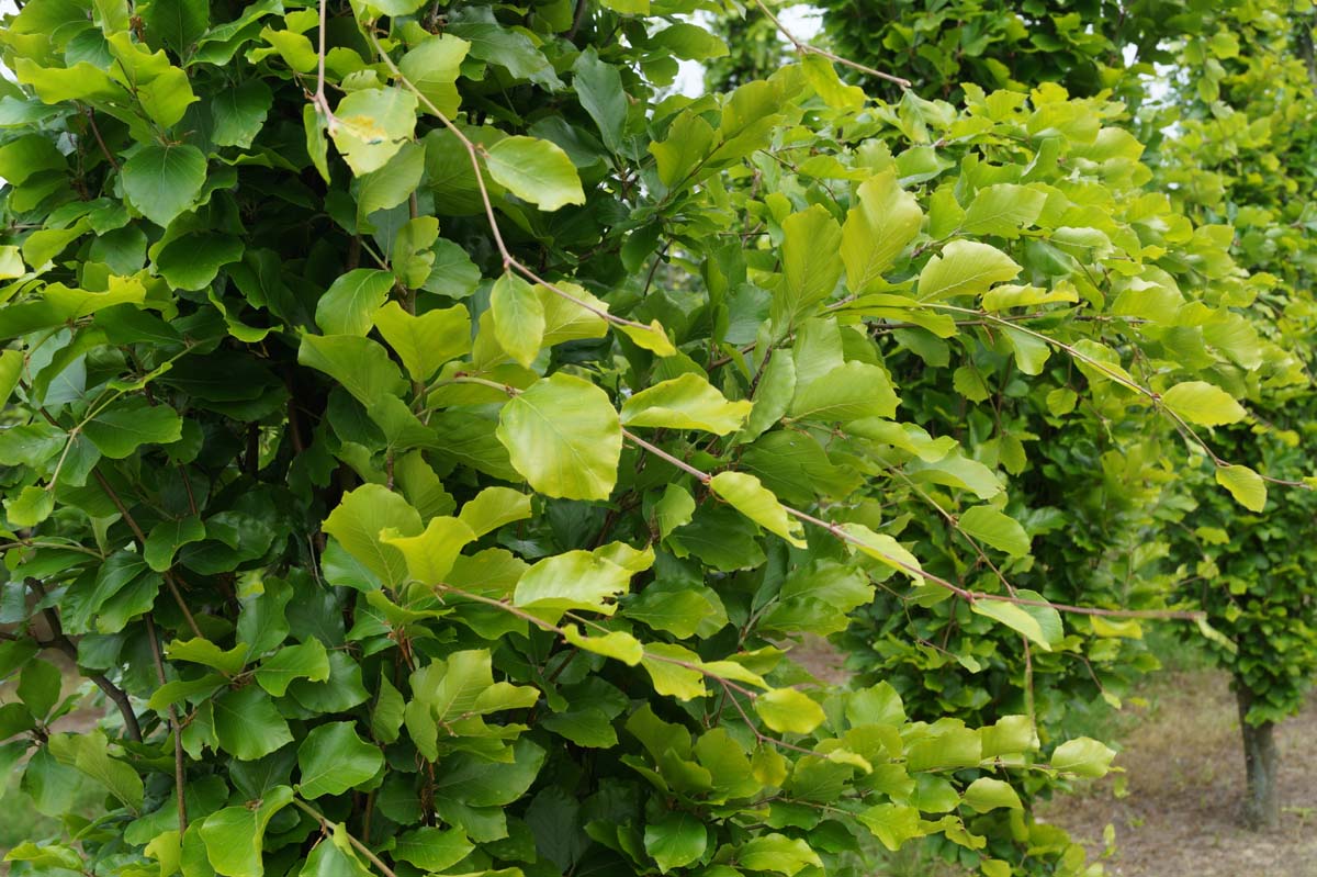 Fagus sylvatica 'Dawyck Gold' op stam
