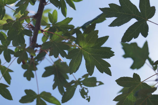 Malus trilobata meerstammig / struik