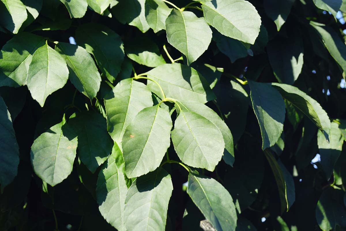 Fraxinus ornus 'Mecsek' op stam