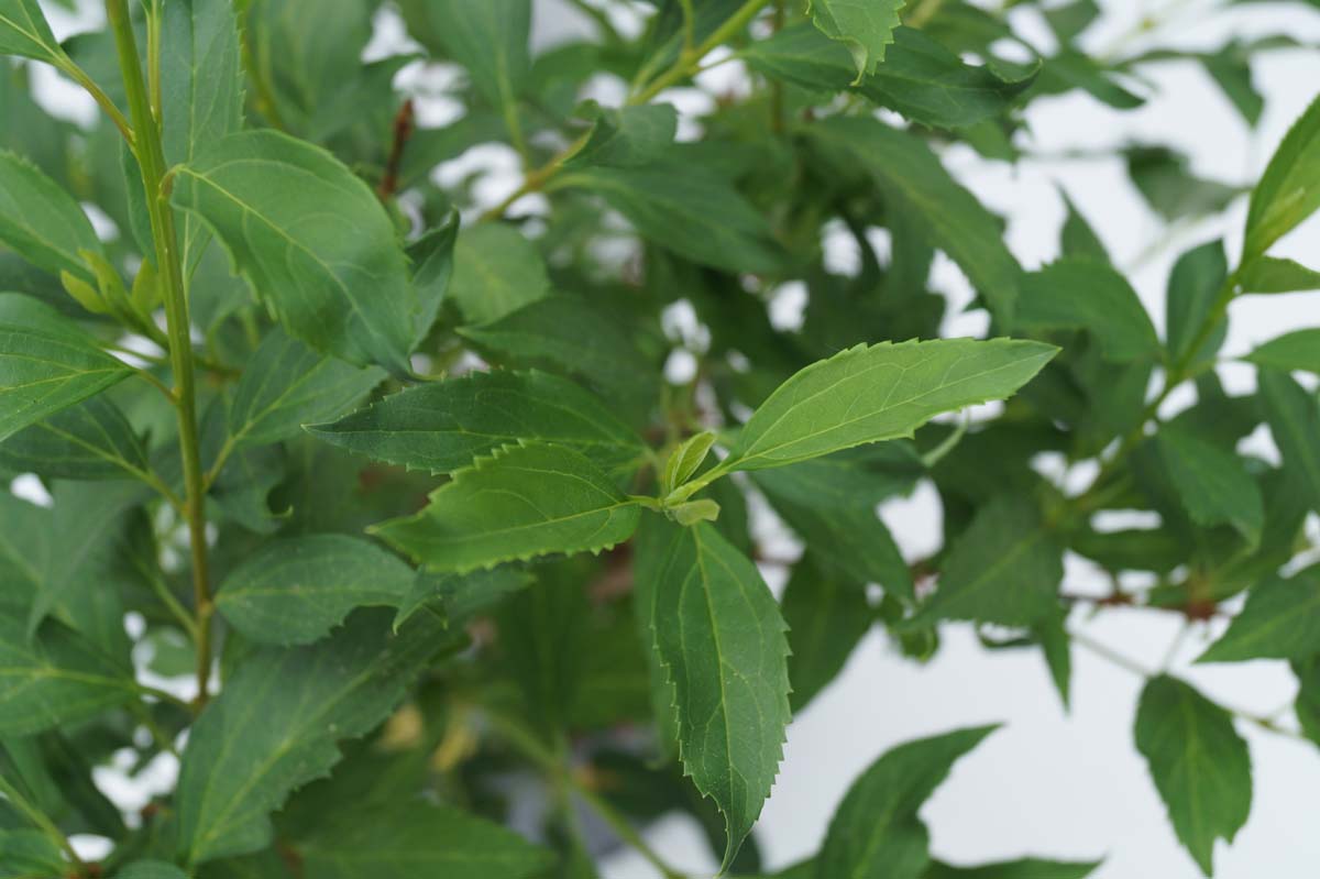 Forsythia intermedia 'Lynwood' blad