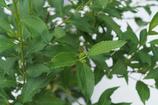Forsythia intermedia 'Lynwood' haagplant blad