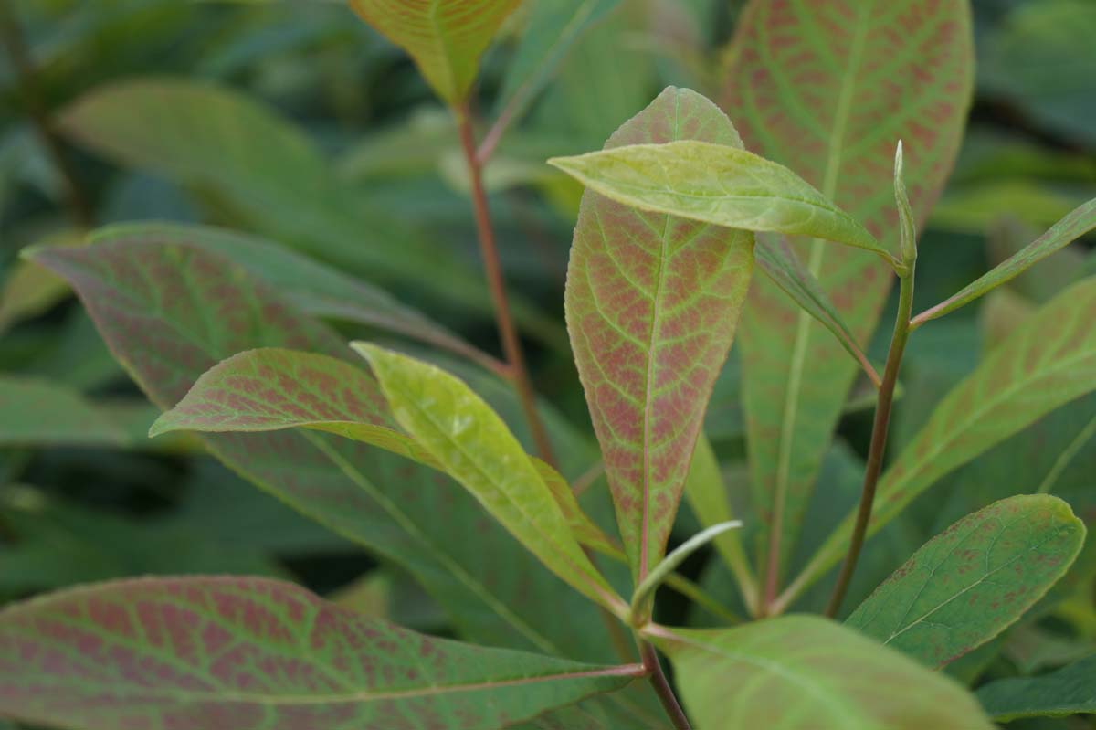 Franklinia alatamaha meerstammig / struik