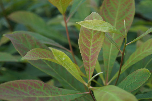 Franklinia alatamaha meerstammig / struik