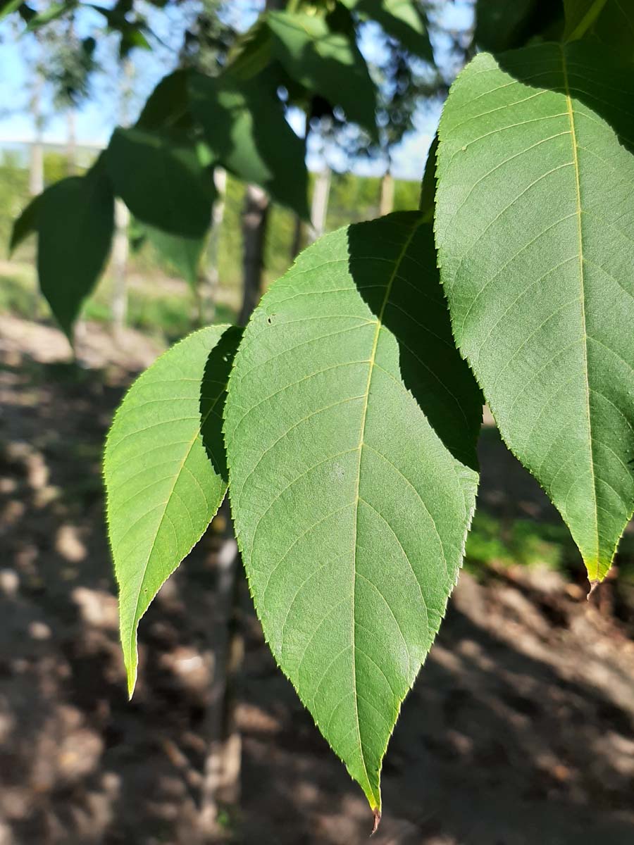 Fraxinus americana 'Autumn Applause' op stam