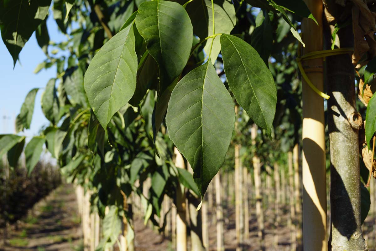 Fraxinus americana microcarpa op stam