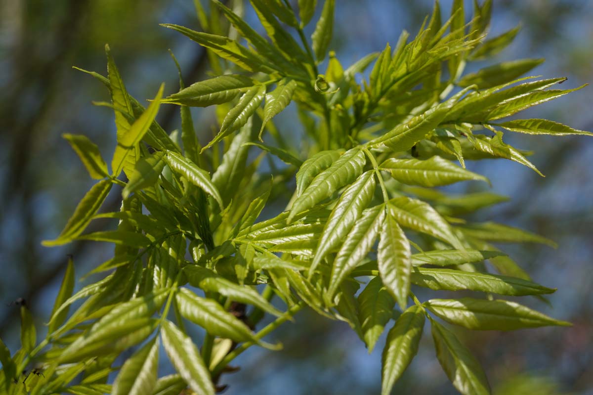 Fraxinus angustifolia 'Raywood' meerstammig / struik blad