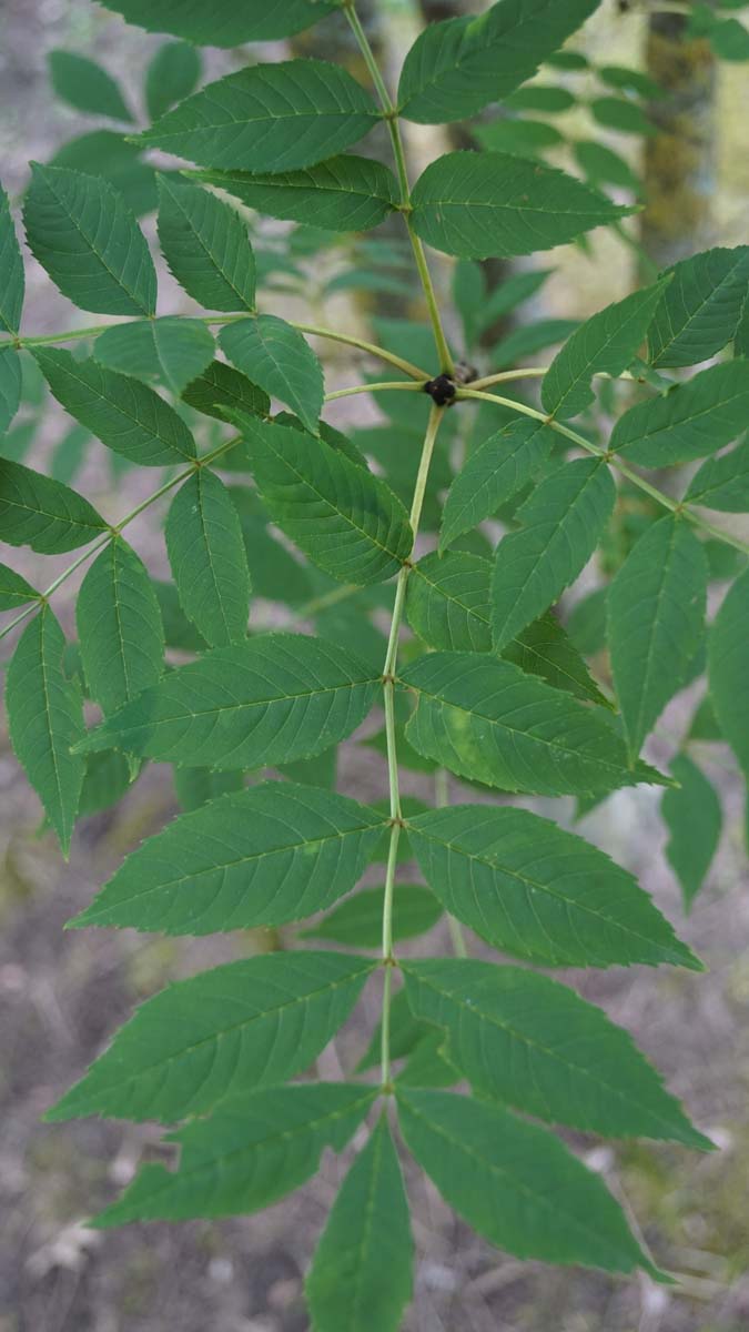 Fraxinus excelsior haagplant blad