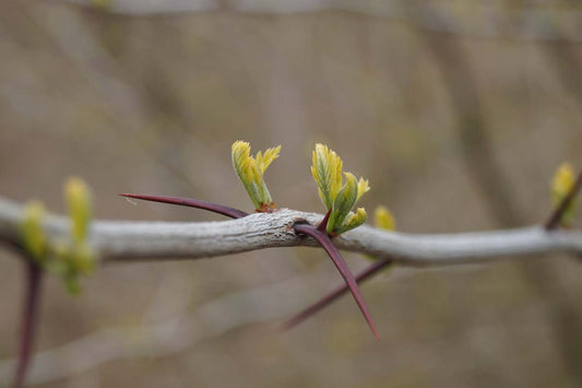 Gleditsia triacanthos op stam