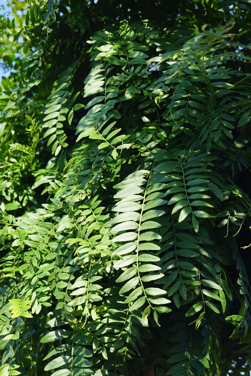 Gleditsia triacanthos 'Elegantissima' op stam