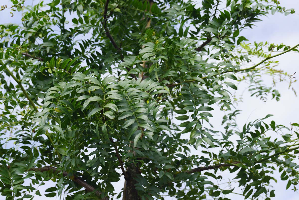Gleditsia triacanthos 'Shademaster' haagplant blad