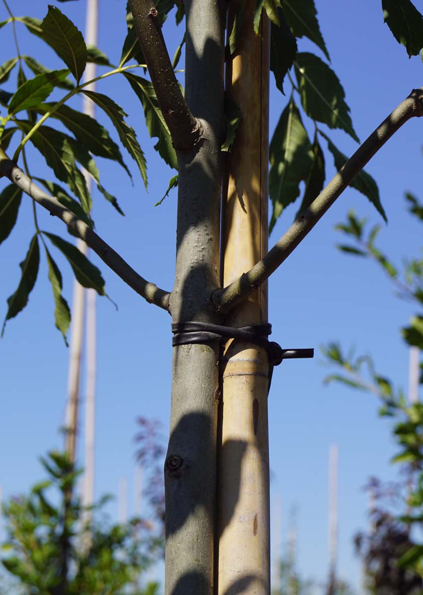 Fraxinus excelsior 'Geessink' op stam
