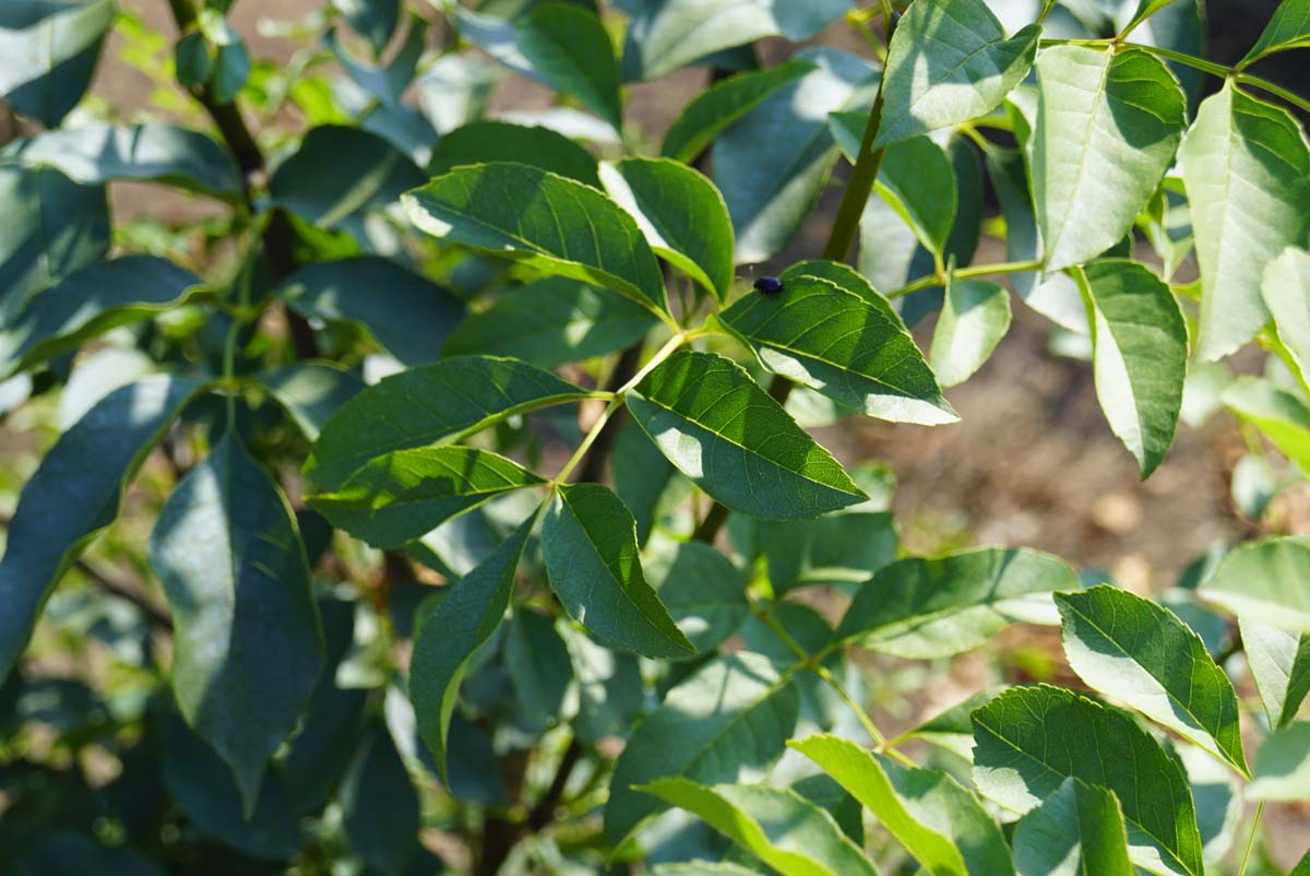 Fraxinus ornus haagplant blad