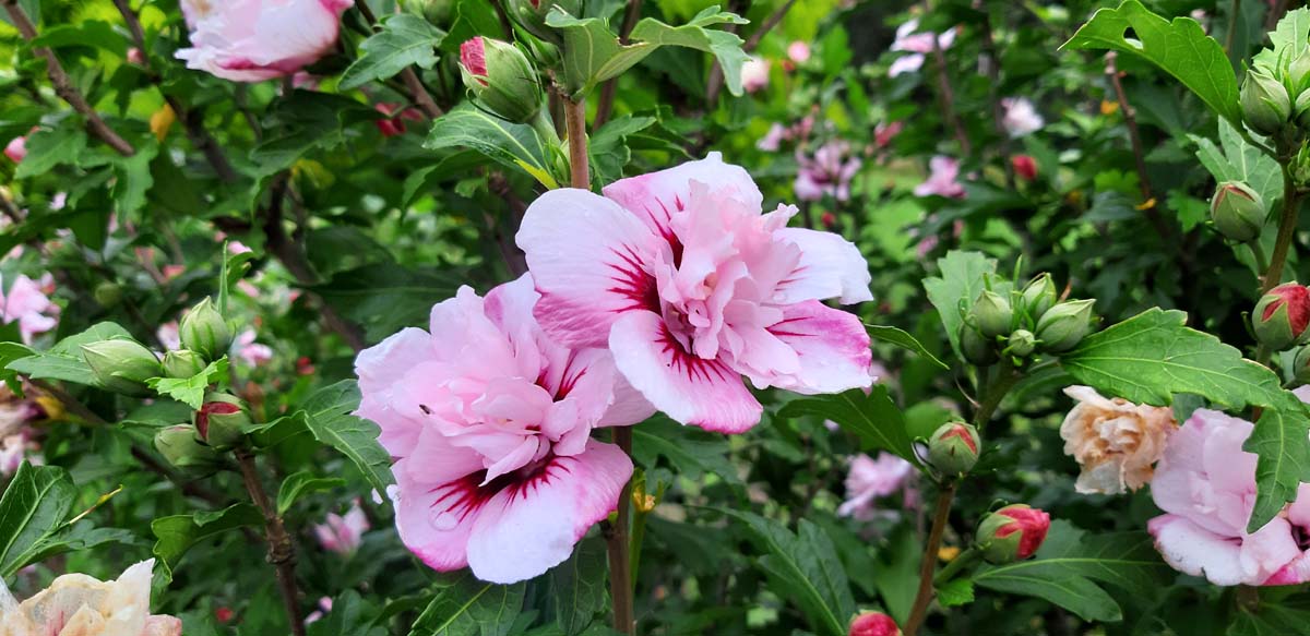 Hibiscus syriacus 'Lady Stanley' op stam