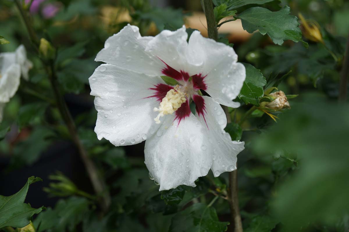 Hibiscus syriacus 'Red Heart' Tuinplanten bloem