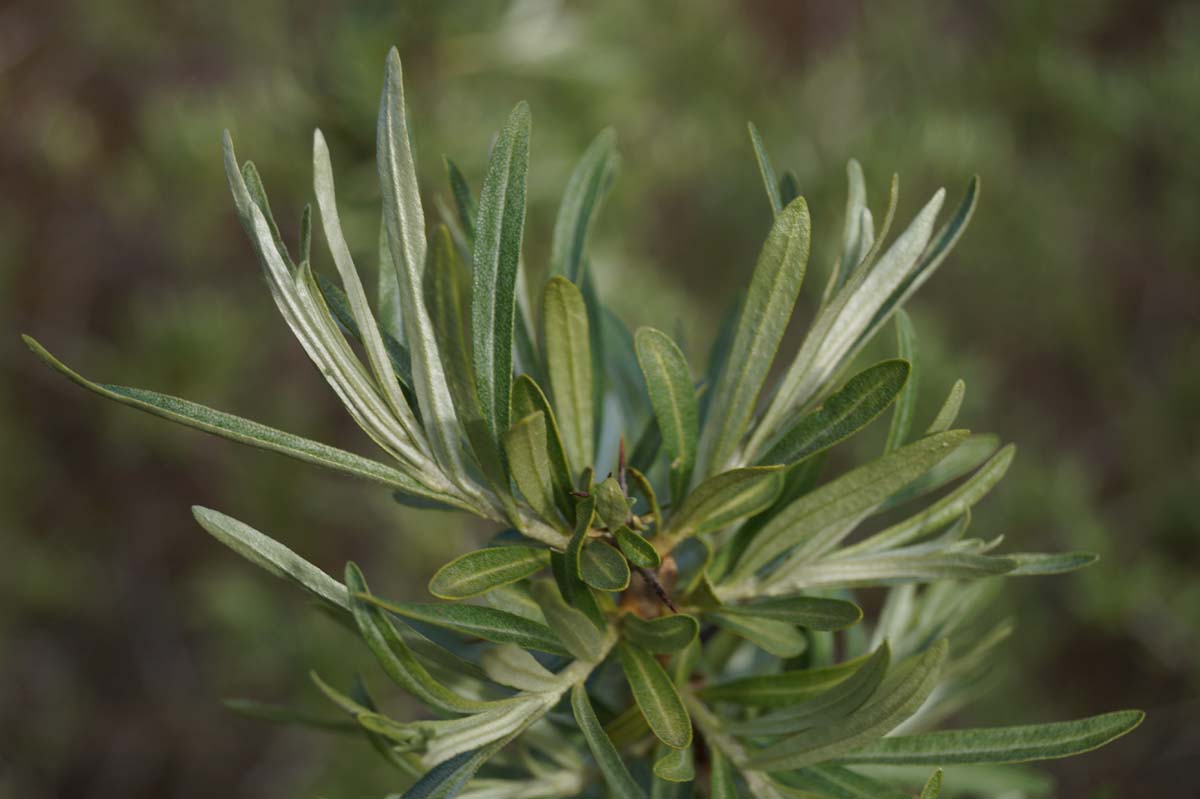 Hippophae rhamnoides haagplant blad