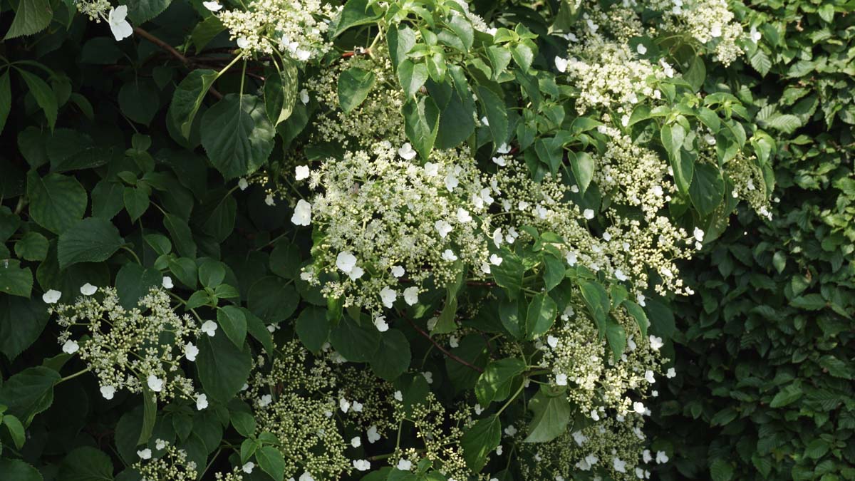 Hydrangea petiolaris op stam bloem