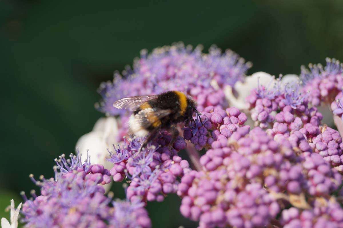 Hydrangea aspera 'Macrophylla' Tuinplanten