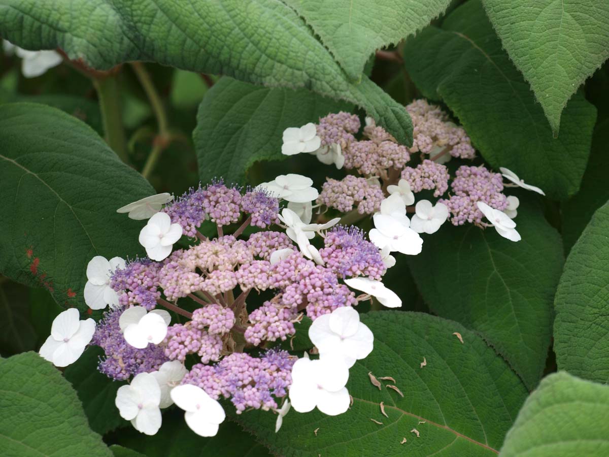 Hydrangea aspera sargentiana meerstammig / struik