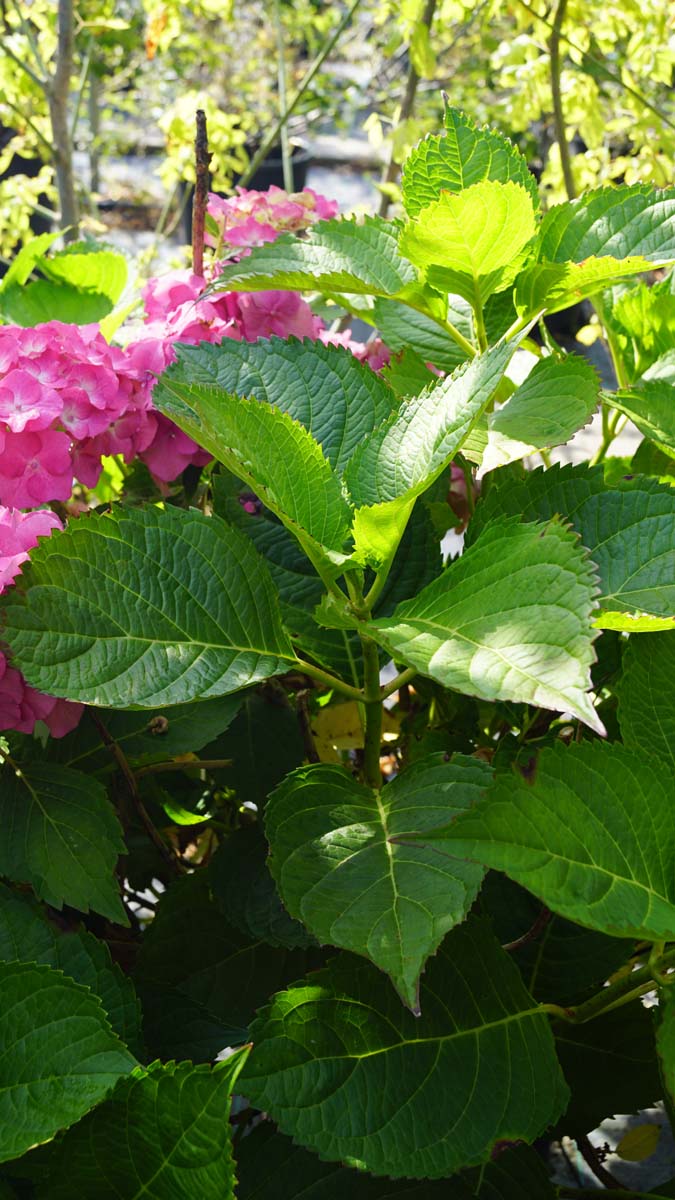 Hydrangea macrophylla 'Deutschland' Tuinplanten